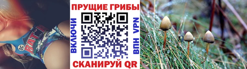 как найти закладки  Сычёвка  Галлюциногенные грибы Cubensis 